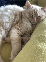 Handsome Harry