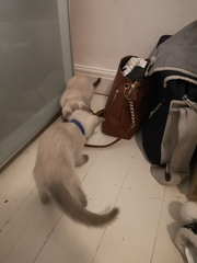 Help me name my new girl kitten - with pictures!
