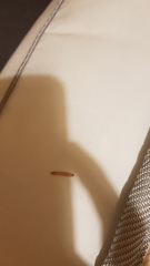 To think my landlady should compensate me - Clothes moths