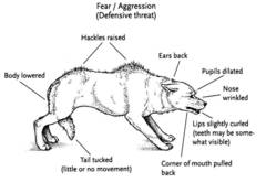 Dog becoming reactive to other dogs