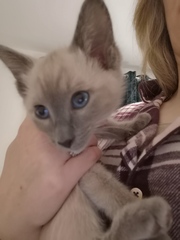 Help me name my new girl kitten - with pictures!