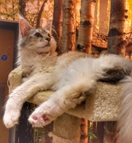 Westminsterenders: Don't Panic. Really Don't Panic. Honestly Don't Panic.