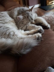 Can we have a pet photo thread? All welcome, furry, scaly, winged and more!