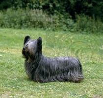 Share dog photos