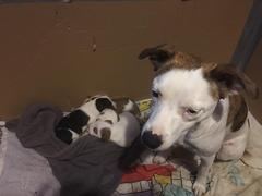 Aibu regarding so called “Nanny” dogs AKA staffies