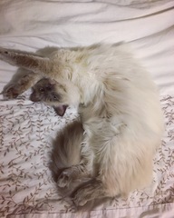 Cat carrier for big cat