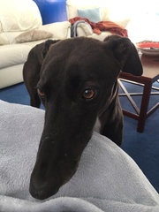 Can we have a pet photo thread? All welcome, furry, scaly, winged and more!