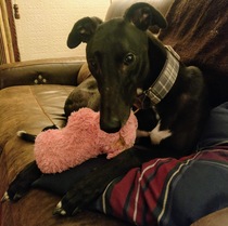 Greyhounds - Tell me everything!