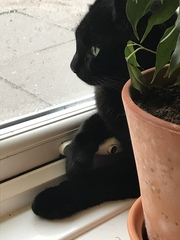 Can we have a pet photo thread? All welcome, furry, scaly, winged and more!
