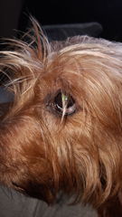 Poorly eye