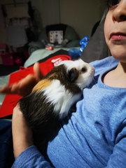 How much fruit and vegetables for guinea pigs