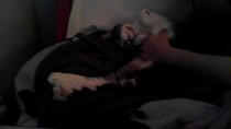 PB on the bed, dreamies and chat