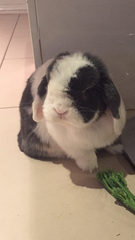 Can we have a pet photo thread? All welcome, furry, scaly, winged and more!