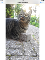 Can we have a pet photo thread? All welcome, furry, scaly, winged and more!