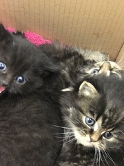 Kitten bum nuggets