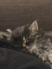 Kitten bum nuggets