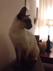 Westminsterenders: Don't Panic. Really Don't Panic. Honestly Don't Panic.