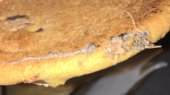What the hell is on my cookie?
