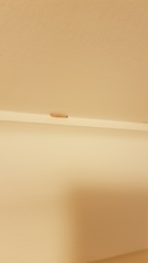 To think my landlady should compensate me - Clothes moths