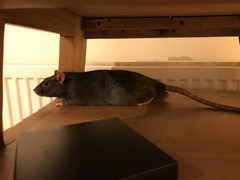 Can we have a pet photo thread? All welcome, furry, scaly, winged and more!