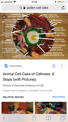 Help - making a cake to look like a pollen cell