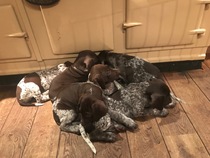 Any German Shorhaired Pointer owners??