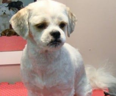 What breed is she?