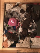 Any German Shorhaired Pointer owners??