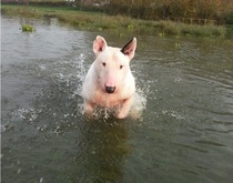 Share dog photos
