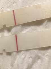 9dpo faint line on First Response Rapid Results