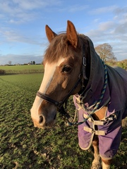 Can we have a pony picture thread?