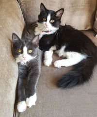Is my cat too thin? How can I make her gain weight?