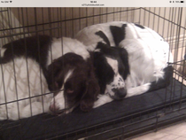 Dog sleeping in bedroom