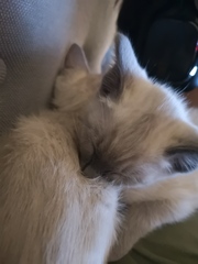 Help me name my new girl kitten - with pictures!