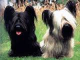 Share dog photos