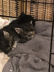 Kitten bum nuggets