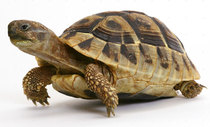 It’s a flipping tortoise!