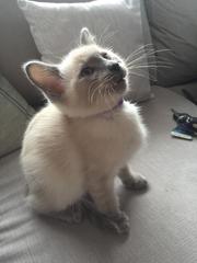 Help me name my new girl kitten - with pictures!