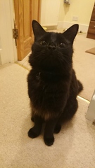 A warm woolly welcome to C2019! Chernobs ahoy!