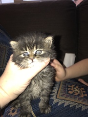 Kitten bum nuggets