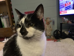 Handsome Harry