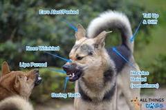Dog becoming reactive to other dogs