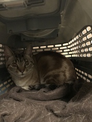 Cat we have rehomed hissing at us