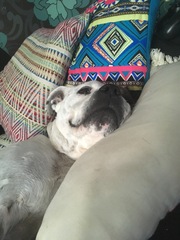 Aibu regarding so called “Nanny” dogs AKA staffies