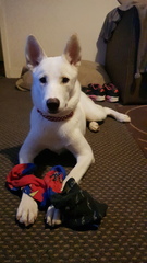 Can we have a pet photo thread? All welcome, furry, scaly, winged and more!