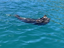 To ask for beautiful experiences with wild animals