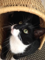 Can we have a pet photo thread? All welcome, furry, scaly, winged and more!