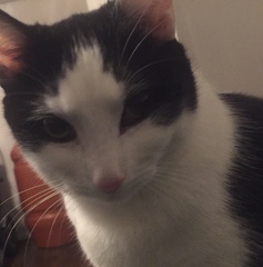 Squinting kitten + boogers