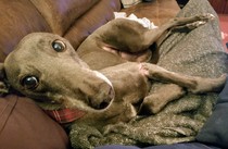 Greyhounds - Tell me everything!