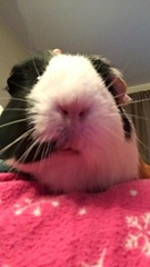 Can we have a pet photo thread? All welcome, furry, scaly, winged and more!